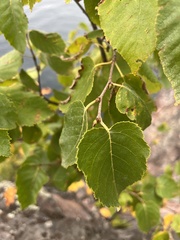 Betula cordifolia