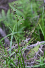 Scirpus microcarpus