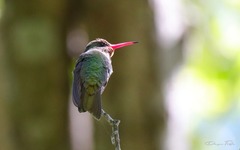 Chlorostilbon lucidus