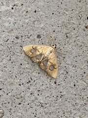 Nosophora semitritalis