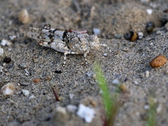 Sphingonotus caerulans