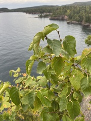 Betula cordifolia