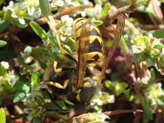 Vespula germanica