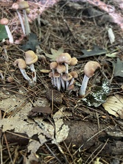 Asterophora lycoperdoides