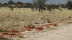 Damara Mole-Rat photo 3