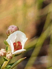 Diosma hirsuta