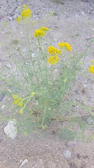 Hymenothrix wislizeni