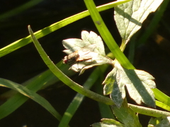 Brachycera