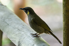 Meliphaga lewinii