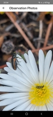 Neoeutrapela