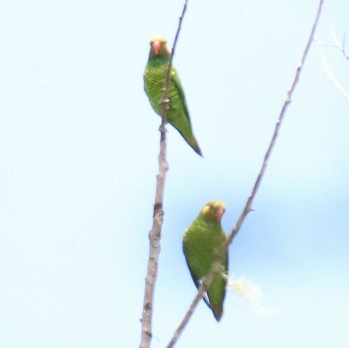 Yellow-cheeked Lorikeet (Trichoglossus meyeri), photo 3