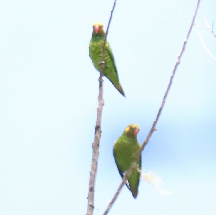 Yellow-cheeked Lorikeet (Trichoglossus meyeri), photo 2