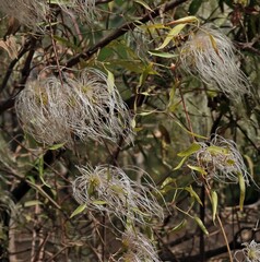 Clematis montevidensis
