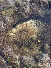 Actiniidae