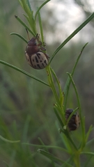 Leptinotarsa lineolata