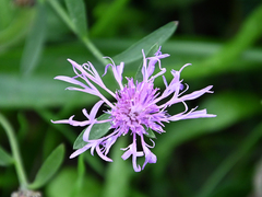 Centaurea
