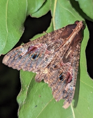 Sphingomorpha chlorea