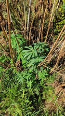 Lupinus polyphyllus