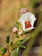 Diosma hirsuta