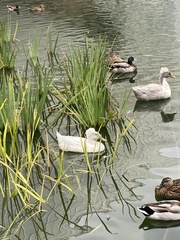 Anas platyrhynchos domesticus