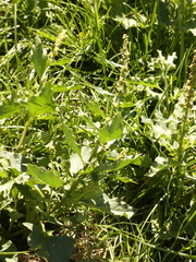 Blitum bonus-henricus