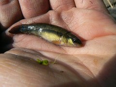 Umbra pygmaea