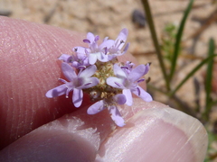 Phyllopodium cephalophorum