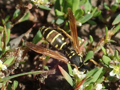 Polistes nimpha