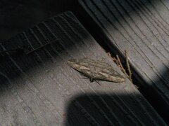 Peribatodes correptaria