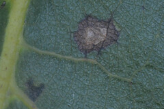 Phyllosticta juglandis