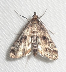 Parapoynx obscuralis