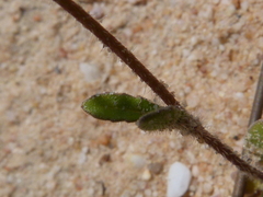 Phyllopodium cephalophorum