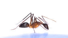 Camponotus etiolipes