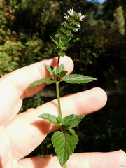 Mentha canadensis