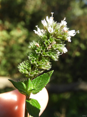 Mentha canadensis