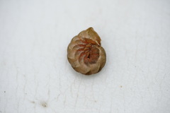 Melanchra persicariae