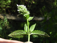 Mentha canadensis