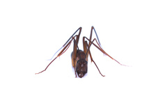 Camponotus etiolipes