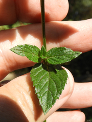 Mentha canadensis