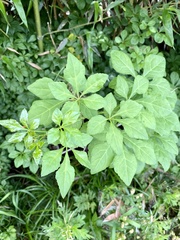 Eleutherococcus spinosus