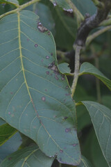 Phyllosticta juglandis