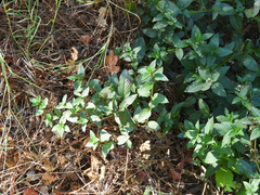 Mentha canadensis