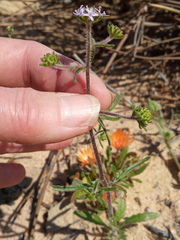 Phyllopodium cephalophorum