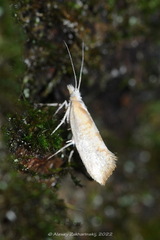 Ypsolopha lucella