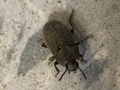 Opatrini