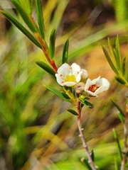 Diosma hirsuta