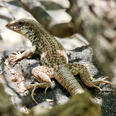 Cape Region Whiptail photo 3