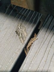 Peribatodes correptaria