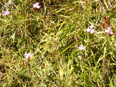 Dianthus seguieri