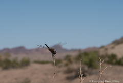 Macrodiplax balteata